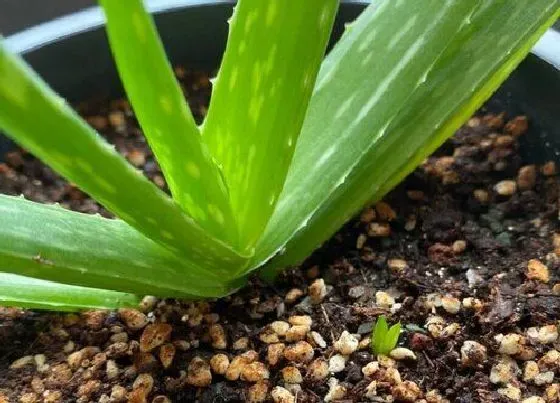 冬天植物|芦荟冬天怕冷吗 放室内或室外好（不耐寒）