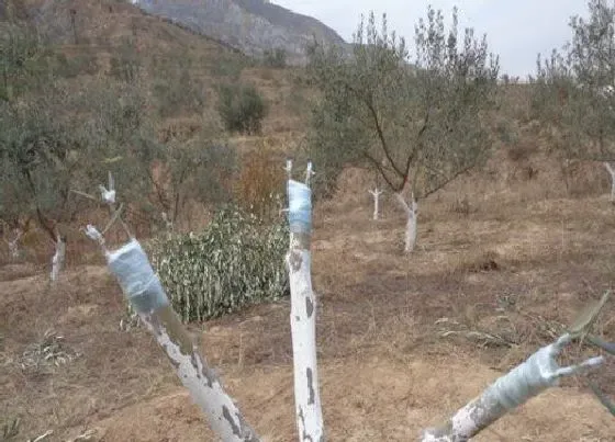 植物嫁接|橄榄树可以嫁接吗