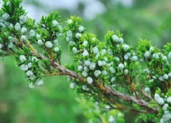 叶子发黄|地柏叶子发黄怎么办