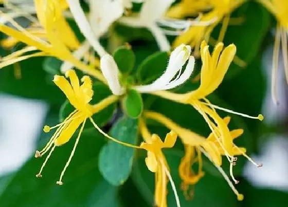 冬天植物|金银花怕冻吗