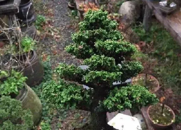 植物移栽|石化桧上盆时间与养护方法