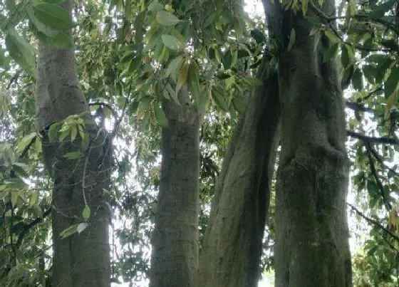 植物种类|青冈木是什么树 生长在什么地方