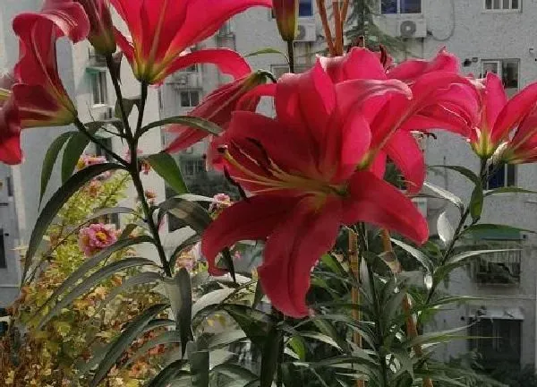 养殖方法|香水百合水培好还是土培好