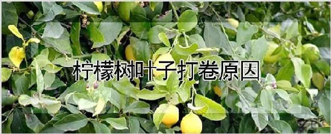 柠檬树叶子打卷原因 | 养殖技术