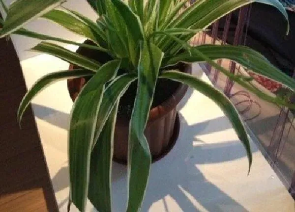 植物浇水|金边吊兰多久浇一次水