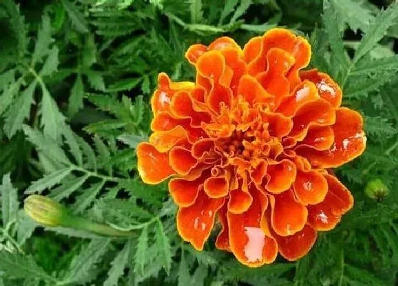 开花时间|孔雀草多久开花一次