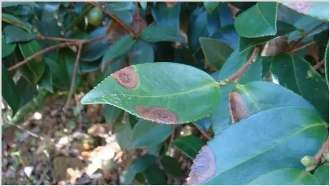 茶轮斑病怎么防治？ | 农业技术