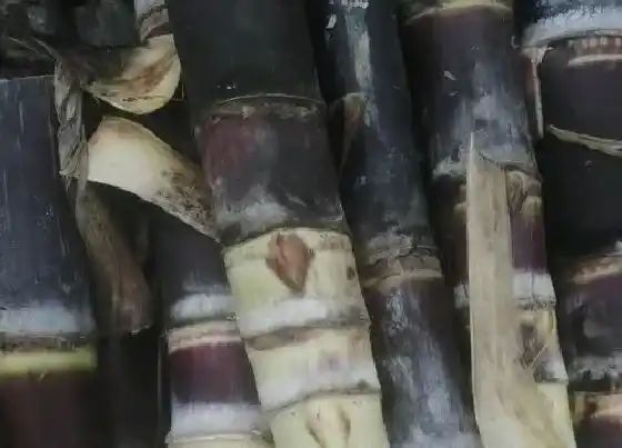 水果科普|进新房买什么水果好