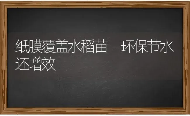 纸膜覆盖水稻苗 环保节水还增效 | 粮油作物种植