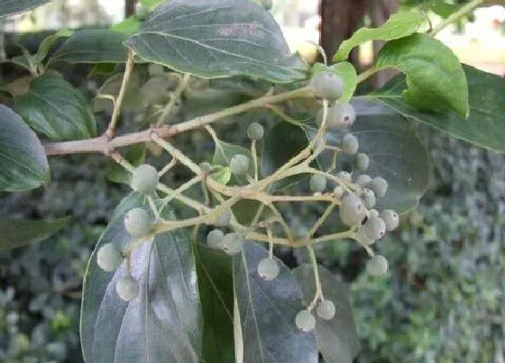 植物百科|皮树又叫什么树