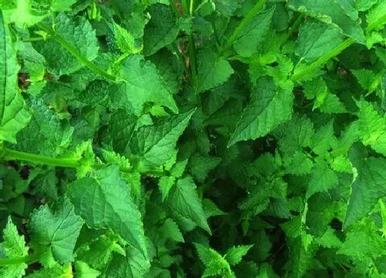 植物种类|罗勒和藿香是一种植物吗