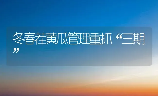 冬春茬黄瓜管理重抓“三期” | 蔬菜种植