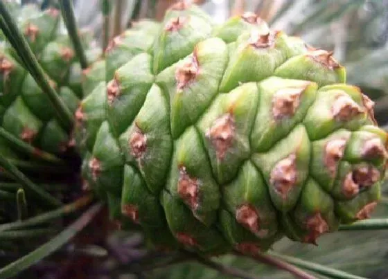 植物繁殖|裸子植物怎么繁殖后代 常见的繁殖方式