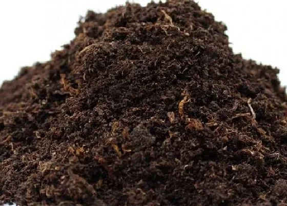 种植土壤|腐木可以直接种花吗