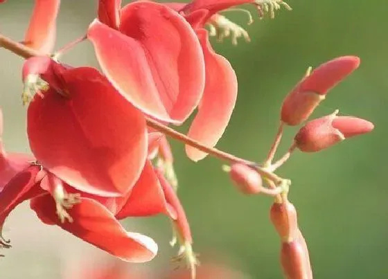 开花时间|刺桐花什么时候开花 几月份开花