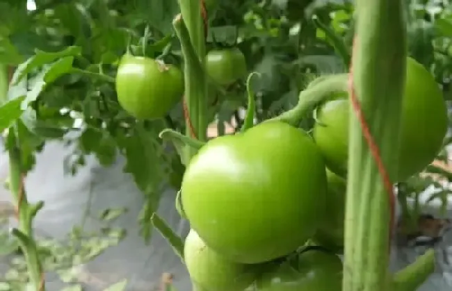 植物施肥|番茄平衡肥什么时候用，番茄平衡肥与高钾肥的使用）