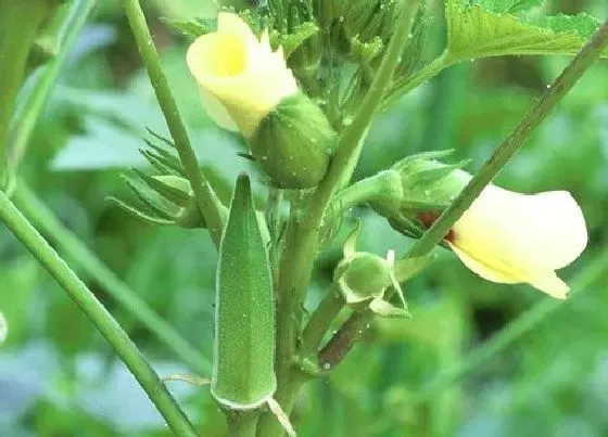 果实成熟|秋葵什么时候采摘最好 收获季节几月份