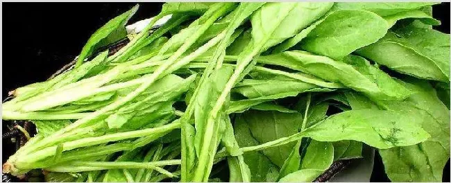 菠菜的种植时间和温度是多少 | 农业技术