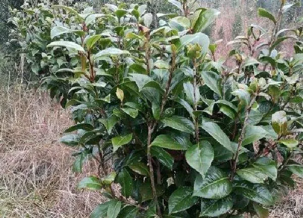 盆景|小叶茶花盆景怎么养护方法