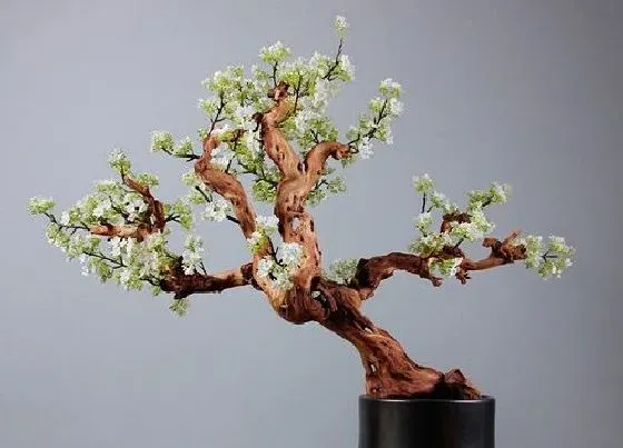 开花时间|梨花是什么季节开的花