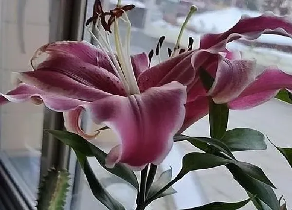 养殖方法|香水百合水培好还是土培好