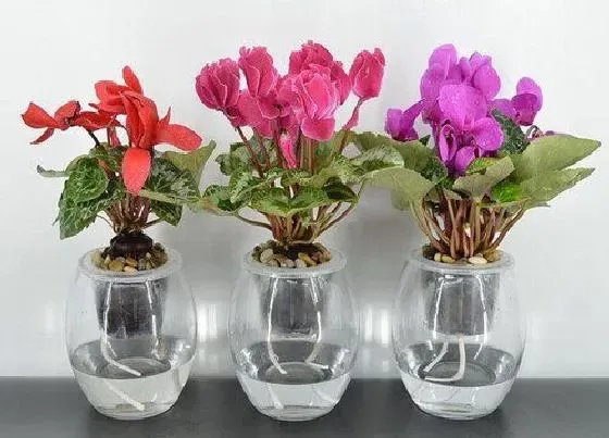 植物百科|仙客来几年生植物