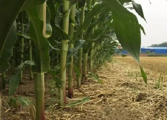种植管理|玉米每亩种多少株最高产，高产玉米一亩种多少棵增产）