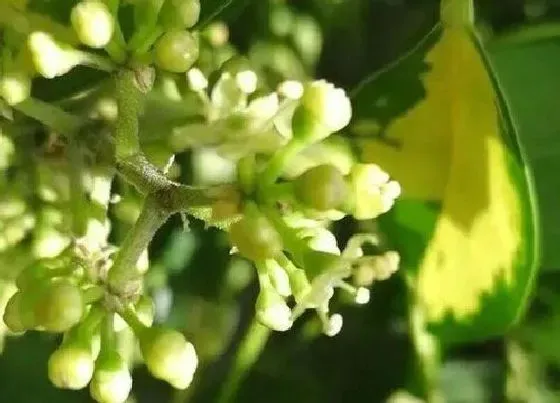 植物百科|鹅掌柴开花吗 开花什么样子