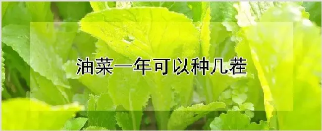 油菜一年可以种几茬 | 种植资料