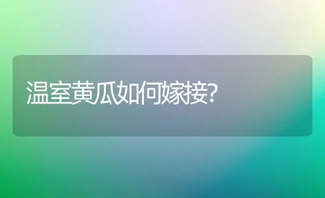 温室黄瓜如何嫁接？ | 蔬菜种植