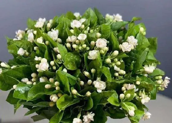 植物香味|茉莉花有香味吗