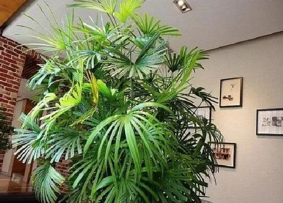 植物修剪|夏威夷椰子怎么修剪方法