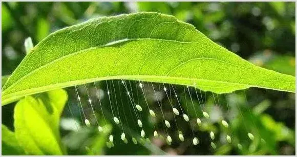 梨如何防治黄粉蚜？有什么危害 | 种植施肥