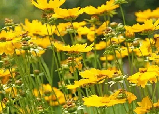 花期|金鸡菊花期是什么时候