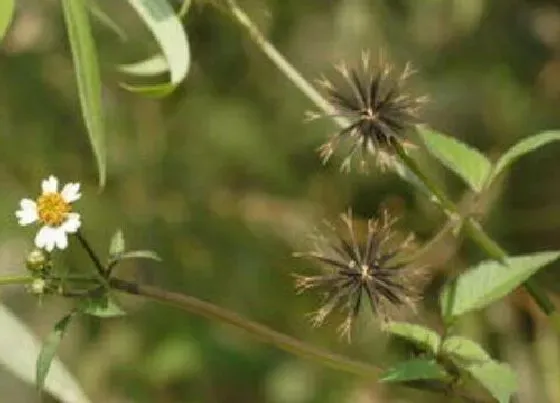 植物百科|鬼针草生长在什么地方