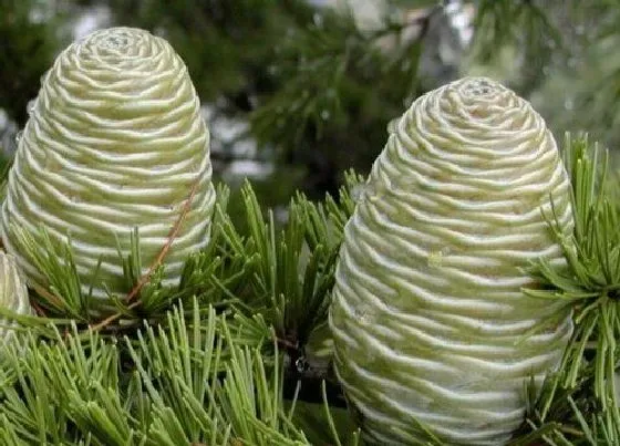 植物繁殖|裸子植物怎么繁殖后代 常见的繁殖方式