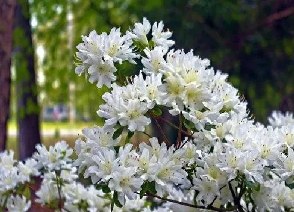 植物浇水|苹果皮水适合浇什么花