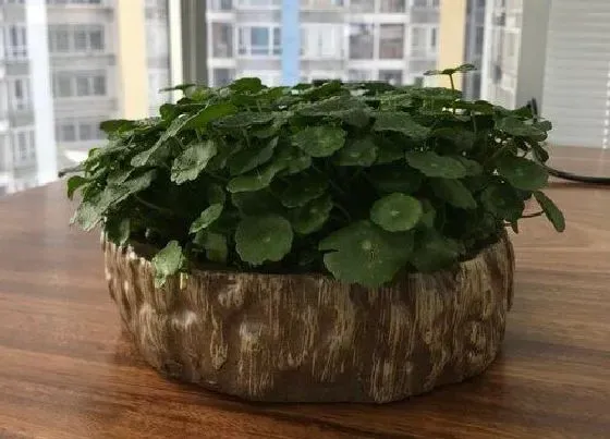 植物施肥|金钱草用什么肥料好