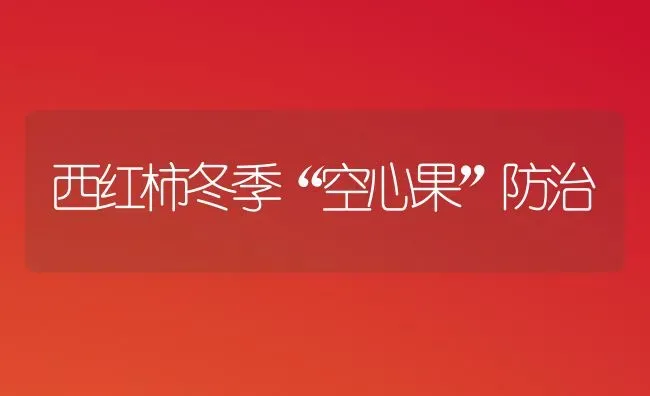 西红柿冬季“空心果”防治 | 瓜果种植