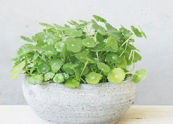 养殖方法|香菇草怎么养长的好