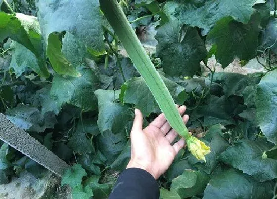 种植管理|种植丝瓜需要打叉吗，丝瓜怎么整枝打叉与管理才能高产）