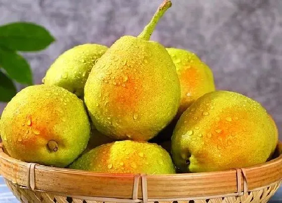 果实成熟|树山梨什么时候上市 成熟季节是几月份