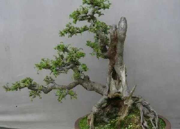 盆景|榆树幼苗如何制作家庭盆景（小榆树苗怎样养成盆景）
