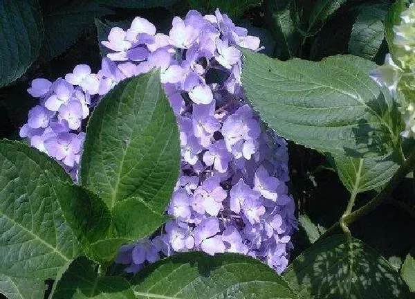 养殖方法|绣球花可以水养吗