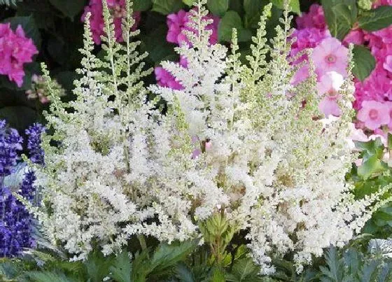 开花时间|落新妇一年开几次花