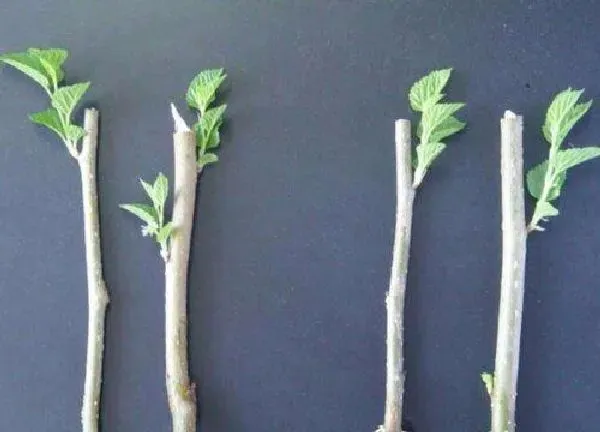 植物扦插|紫薇扦插时间和方法