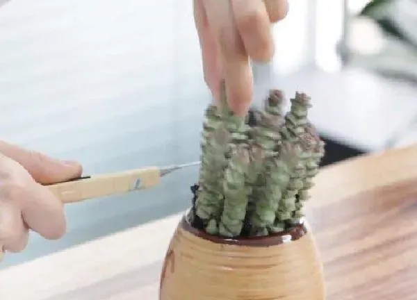 盆景|钱串子用什么花盆好看