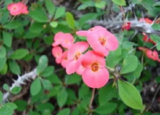 开花时间|铁海棠什么时候开花 花期是几月到几月