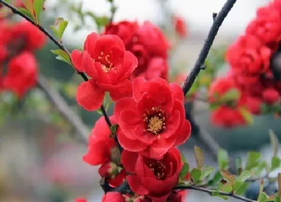 植物毒性|海棠花有毒吗 可以放在室内养吗