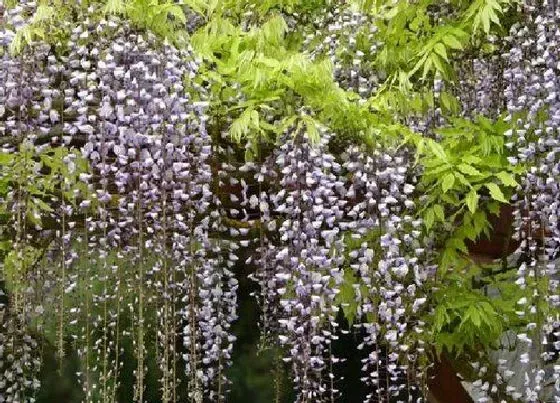 开花时间|多花紫藤一年开几次花